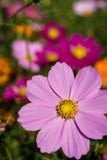 Cierre púrpura de la flor del cosmos para arriba imagen de archivo libre de regalías Cierre púrpura de la flor del cosmos para arriba imagen de archivo libre de regalías
