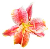 Cierre rosado de la flor del lirio tigrado para arriba aislado Imagen de archivo Cierre rosado de la flor del lirio tigrado para arriba aislado Imagen de archivo