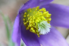 Cierre salvaje púrpura del pasqueflower de la flor del bosque de la primavera para arriba imagen de archivo libre de regalías Cierre salvaje púrpura del pasqueflower de la flor del bosque de la primavera para arriba imagen de archivo libre de regalías