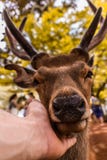Ciervo amistoso que le gusta ser acariciado en Nara imagenes de archivo Ciervo amistoso que le gusta ser acariciado en Nara imagenes de archivo