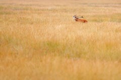 Ciervos comunes, celo en Hoge Veluwe, Países Bajos El macho de los ciervos, grita el animal adulto potente majestuoso fuera de la fotografía de archivo Ciervos comunes, celo en Hoge Veluwe, Países Bajos El macho de los ciervos, grita el animal adulto potente majestuoso fuera de la fotografía de archivo