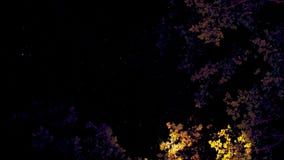 Cieux artistiques ci-dessus avec les arbres jaunes et pourpres photographie stock Cieux artistiques ci-dessus avec les arbres jaunes et pourpres photographie stock