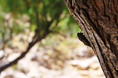 Cigale sur un tronc d'arbre images libres de droits Cigale sur un tronc d'arbre images libres de droits