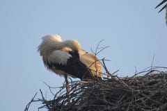 Cigogne photos libres de droits Cigogne photos libres de droits