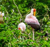 Cigogne affichée jaune en plan rapproché lissant ses plumes, espèce tropicale d'oiseau d'Afrique photographie stock Cigogne affichée jaune en plan rapproché lissant ses plumes, espèce tropicale d'oiseau d'Afrique photographie stock