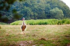 Cigogne blanche marchant sur un pré vert, chassant pour la nourriture images libres de droits Cigogne blanche marchant sur un pré vert, chassant pour la nourriture images libres de droits