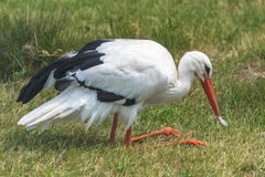 Cigogne blanche, oiseau photo libre de droits Cigogne blanche, oiseau photo libre de droits