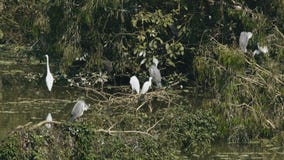 Cigüeña asiática de Openbill Cigüeña asiática de Openbill