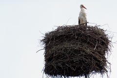 Cigüeña blanca en una jerarquía en una chimenea fotografía de archivo libre de regalías Cigüeña blanca en una jerarquía en una chimenea fotografía de archivo libre de regalías