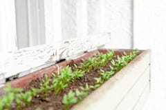 Cilantro Kolendrowego ziarna dorośnięcie kiełkuje młode rozsady w wiszącym plantatorze na patiu, Wieszający na białej kratownicie obraz stock Cilantro Kolendrowego ziarna dorośnięcie kiełkuje młode rozsady w wiszącym plantatorze na patiu, Wieszający na białej kratownicie obraz stock