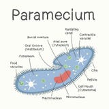 Ciliates - структура микроорганизма смогите конструктор каждый вектор оригиналов предмета evgeniy графиков независимый kotelevski иллюстрация вектора Ciliates - структура микроорганизма смогите конструктор каждый вектор оригиналов предмета evgeniy графиков независимый kotelevski иллюстрация вектора
