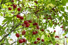Ciliegio con le ciliege mature immagini stock Ciliegio con le ciliege mature immagini stock