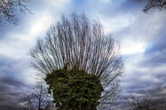 Cima dell'albero con le foglie verdi immagine stock Cima dell'albero con le foglie verdi immagine stock