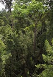 Cime d'albero in foresta pluviale tropicale fotografia stock libera da diritti Cime d'albero in foresta pluviale tropicale fotografia stock libera da diritti