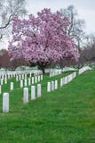 Cimetière national d'Arlington avec beaux Cherry Blossom et pierres tombales, Washington DC image stock Cimetière national d'Arlington avec beaux Cherry Blossom et pierres tombales, Washington DC image stock