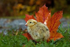 Cinco días codornices viejas, japonica del Coturnix Colocando al lado de las hojas de arce anaranjadas en otoño Cinco días codornices viejas, japonica del Coturnix Colocando al lado de las hojas de arce anaranjadas en otoño