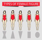 Cinco tipos de figuras femeninas, imagen del vector libre illustration Cinco tipos de figuras femeninas, imagen del vector libre illustration