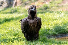 Cinereous sępa obsiadanie na zielonej trawie zdjęcia stock Cinereous sępa obsiadanie na zielonej trawie zdjęcia stock
