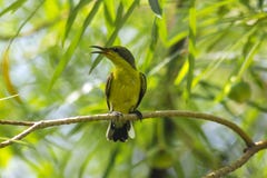 Cinnyris jugularis is on the tree stock image Cinnyris jugularis is on the tree stock image