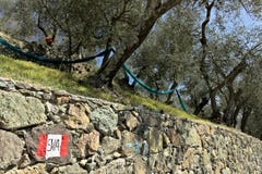 Cinque Terre, Λιγυρία Μια πορεία μεταξύ των ελιών στοκ εικόνες Cinque Terre, Λιγυρία Μια πορεία μεταξύ των ελιών στοκ εικόνες