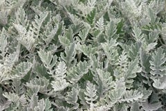 Cin?raire de Senecio d'usine de Dusty Miller, la poussi?re argent?e, fond images libres de droits Cin?raire de Senecio d'usine de Dusty Miller, la poussi?re argent?e, fond images libres de droits