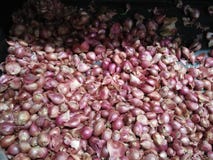 Cipolla rossa che sembra sana e sicura per consumo immagini stock Cipolla rossa che sembra sana e sicura per consumo immagini stock