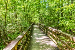 Cipresbos en moeras van het Nationale Park van Congaree in Zuiden Caro royalty-vrije stock afbeeldingen Cipresbos en moeras van het Nationale Park van Congaree in Zuiden Caro royalty-vrije stock afbeeldingen