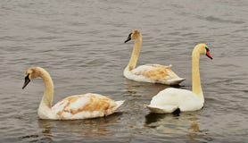 Circle of Swans stock photos Circle of Swans stock photos