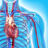 Circulatory system of half body highlights heart royalty free illustration Circulatory system of half body highlights heart royalty free illustration