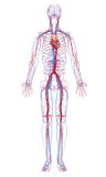 Circulatory system of male body
