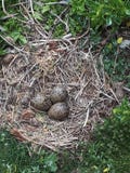 Cirkulering av redet för natur för livfågelägg fotografering för bildbyråer Cirkulering av redet för natur för livfågelägg fotografering för bildbyråer