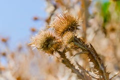 Cirsium sec Vulgare Image stock Cirsium sec Vulgare Image stock
