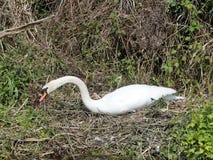 Cisne bonita no ninho pelo lado do rio foto de stock Cisne bonita no ninho pelo lado do rio foto de stock