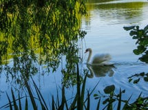 Cisne branca que flutua na água verde sob ramos do salgueiro fotos de stock Cisne branca que flutua na água verde sob ramos do salgueiro fotos de stock