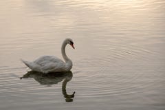 Cisne com uma reflexão imagens de stock Cisne com uma reflexão imagens de stock