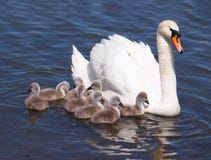 Cisne con los polluelos foto de archivo libre de regalías Cisne con los polluelos foto de archivo libre de regalías