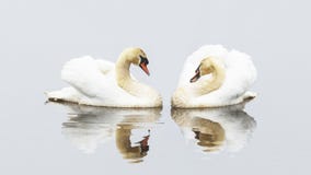 Cisne, Cygnini Cisne branca fotos de stock royalty free Cisne, Cygnini Cisne branca fotos de stock royalty free