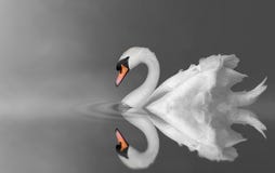 Cisne de la serenidad Cisne de la serenidad