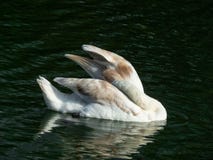 Cisne em uma ?gua azul da lagoa fotos de stock Cisne em uma ?gua azul da lagoa fotos de stock
