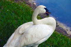 Cisne en la charca imagen de archivo Cisne en la charca imagen de archivo