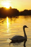 Cisne en la puesta del sol Fotografía de archivo libre de regalías Cisne en la puesta del sol Fotografía de archivo libre de regalías