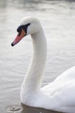 Cisne en un río con la gotita de agua del pico fotografía de archivo libre de regalías Cisne en un río con la gotita de agua del pico fotografía de archivo libre de regalías