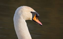 Cisne muda fotos de stock Cisne muda fotos de stock
