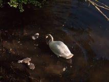 cisne muda branca com os três cisnes novos cinzentos para baixo abaixo da superfície da água fotografia de stock royalty free cisne muda branca com os três cisnes novos cinzentos para baixo abaixo da superfície da água fotografia de stock royalty free