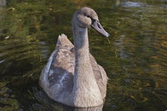 Cisne muda colorida cinzenta bonita do olor do Cygnus, natação juvenil de Hockerschwan no lago em um dia morno e ensolarado do ou fotografia de stock Cisne muda colorida cinzenta bonita do olor do Cygnus, natação juvenil de Hockerschwan no lago em um dia morno e ensolarado do ou fotografia de stock