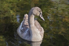 Cisne muda colorida cinzenta bonita do olor do Cygnus, natação juvenil de Hockerschwan no lago em um dia morno e ensolarado do ou fotografia de stock royalty free Cisne muda colorida cinzenta bonita do olor do Cygnus, natação juvenil de Hockerschwan no lago em um dia morno e ensolarado do ou fotografia de stock royalty free
