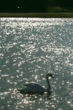 A cisne nada no lago entre um campo de golfe com uma bandeira foto de stock A cisne nada no lago entre um campo de golfe com uma bandeira foto de stock