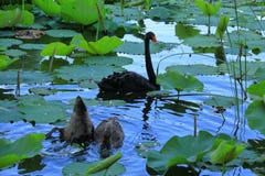 Cisne negro en el palacio de verano de Pekín, China foto de archivo Cisne negro en el palacio de verano de Pekín, China foto de archivo