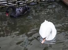 Cisne preto e branco imagens de stock royalty free Cisne preto e branco imagens de stock royalty free