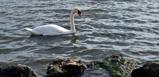 Cisne solo de la belleza Fotografía de archivo libre de regalías Cisne solo de la belleza Fotografía de archivo libre de regalías